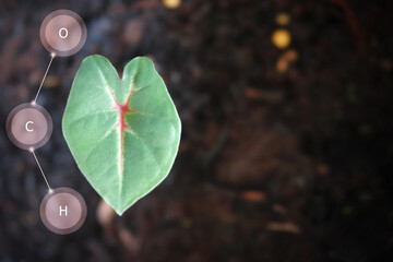 Green leaves with red in the middle of the leaves. photosynthesis of leaves. The concept of...