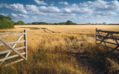 Open gate into agricultural landscape of oat field in summer, Beverley, Yorkshire, UK.