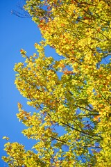 Autumn tree in the Pyrenees