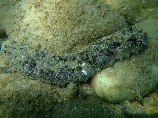 White spot cucumber, Holothuria (Roweothuria) poli, undersea, Aegean Sea, Greece, Halkidiki