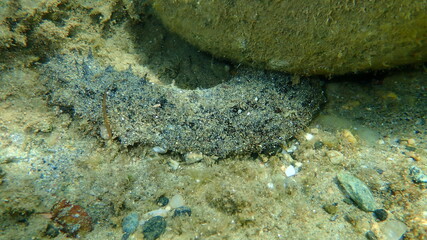 White spot cucumber, Holothuria (Roweothuria) poli, undersea, Aegean Sea, Greece, Halkidiki