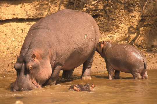 Maman Hippopotame, Hippopotamus Amphibius et son petit Afrique Kenya