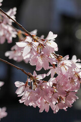 妙蓮寺の御会式桜