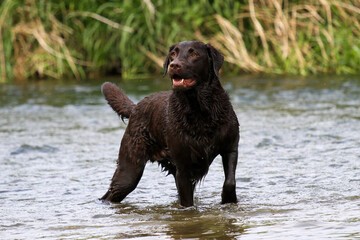 Soaking wet Chocolate Labrador playing in the river