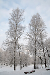 Winter landscape. Tall birches are covered with snow. Snow on the park benches.