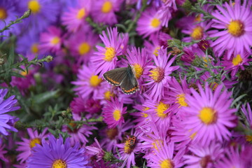 Obraz premium Multicolored and graceful butterfly on a flower meadow
