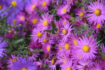 Obraz premium Multicolored and graceful butterfly on a flower meadow