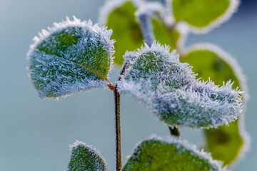 frozen flower rose leaves