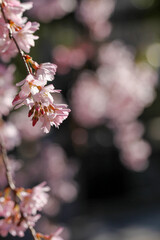 水火天満宮の紅枝垂れ桜