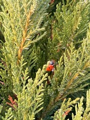 ladybird on a leaf