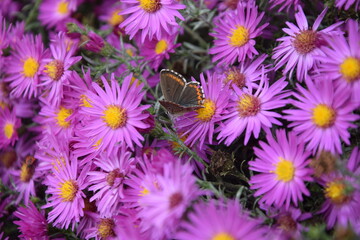 Lovely multicolored butterfly on a flower
