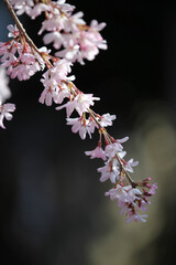 水火天満宮の紅枝垂れ桜