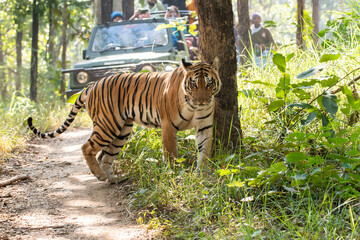 A female tigress walking head-on towards the photographer inside Pench tiger reserve during a wildlife safari - obrazy, fototapety, plakaty
