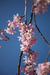 水火天満宮の紅枝垂れ桜