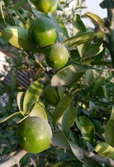 green lemon on tree
