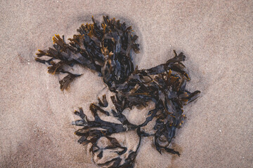 Fototapeta na wymiar Small piece of seaweed on a compacted sand beach