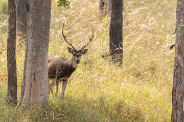 A female spotted deer looking curiously at an alarm call nearby inside Pench tiger reserve during a wildlife safari