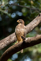 A white eye-ed Buzzard perched on a tree branch inside Pench Tiger Reserve during a wildlife safari