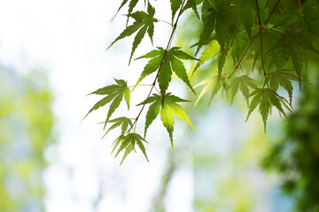 green leaves,leaves in the sun