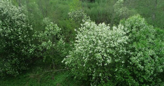 An aerial of a Bird cherry tree, Prunus padus blooming on a spring day in Estonia.