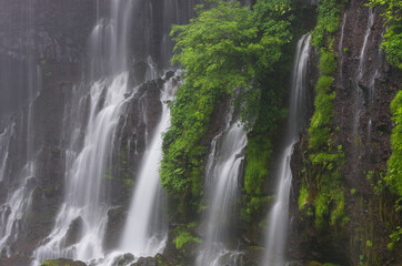 Obraz premium 新緑の白糸の滝