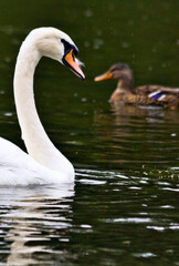 White swan on the lake 3
