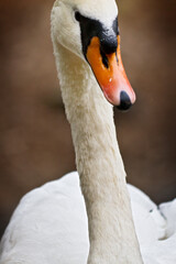 Fototapeta premium White swan on the lake 5