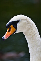 Fototapeta premium White swan on the lake 7