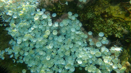 Obraz na płótnie Canvas Green algae Acetabularia acetabulum undersea, Aegean Sea, Greece, Halkidiki
