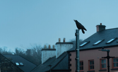 Westport´s Crow