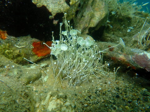 Green algae Acetabularia acetabulum undersea, Aegean Sea, Greece, Halkidiki