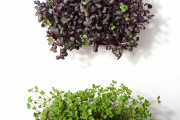 Growing fresh micro greens, raw sprouts in sprouter. The concept of a healthy lifestyle and diet. Microgreen are young vegetable green or sprouts, superfood, eco food. copy space.