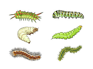 caterpillars collection, vector  image - obrazy, fototapety, plakaty