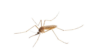 Mosquito isolated on white background, Culiseta sp.