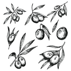 Olive sketch element collection, olive branches isolated over white background, leaves, olives, vector hand drawn illustration