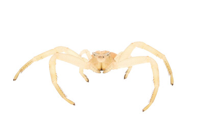 Crab spider isolated on white background, Thomisus onustus male
