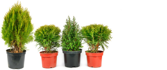 Seedlings cypress and thuja plants isolated on white. Wide photo. Free space for text.