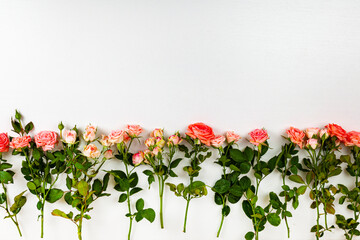 Border of pink roses. Place for your text.