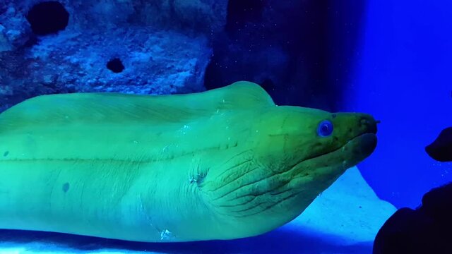 A large green moray eel Gymnothorax funebris in the Atlantic Ocean and the Caribbean has swam out of the rocks into the light to hunt.