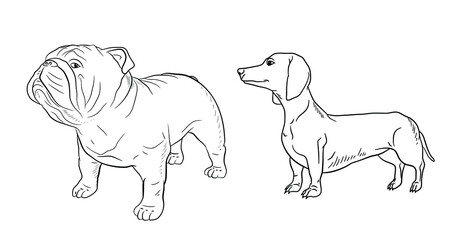 In the animal world. Vector image of dogs. Black and white drawing, coloring.