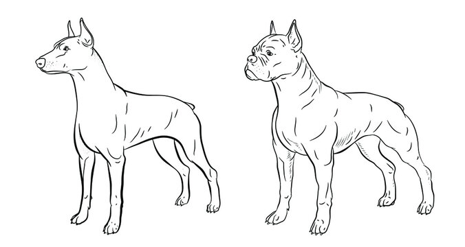 In the animal world. Vector image of dogs. Black and white drawing, coloring.