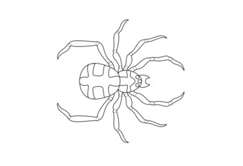 spider vector illustration top view 거미 일러스트 line