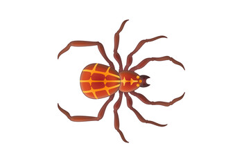 spider vector illustration top view 거미 일러스트 white background