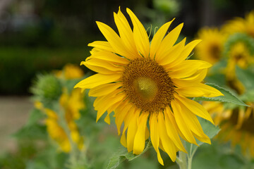 Close up of sun flower against.