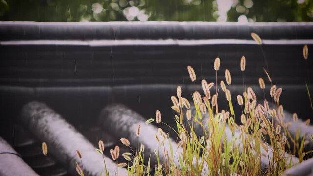 Dog grass and showers on a tiled roof
