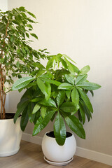 A Money Tree plant Pachira Aquatica growing in white pot