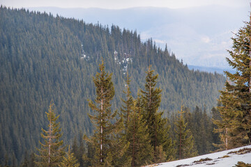 Christmas trees on a background of fog and snowy mountains. Blurred background. Selective focus.