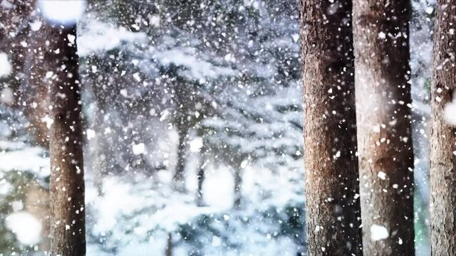 Snow falling through the pine forest and winter scenery
