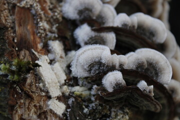 Frozen Mushroom