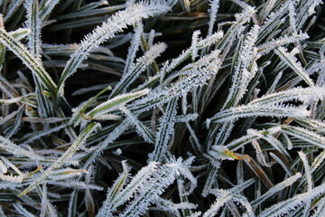 frost on the grass